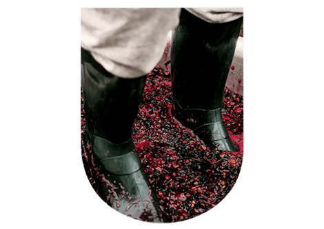 Champagne grape pressing